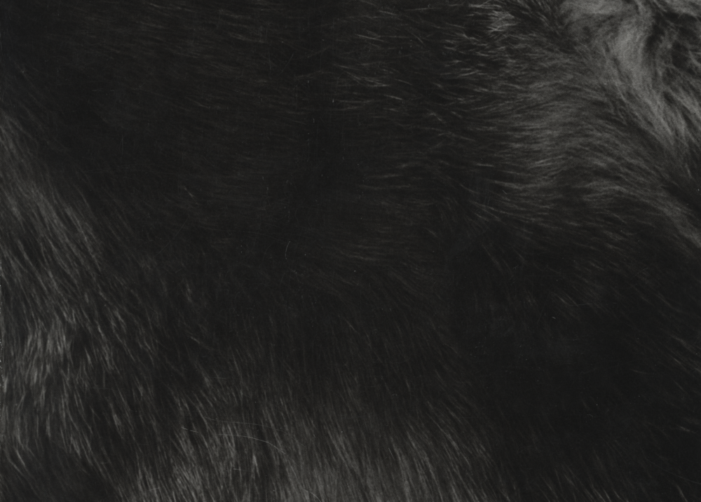 Animalia: Stellvertreter